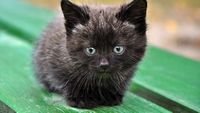 pic for Cute Little Black Kitten 